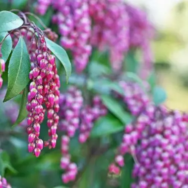 20 spændende surbundsplanter - variation til rhododendronbedet